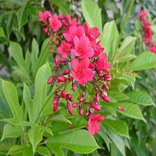 Image result for Jatropha erythropoda