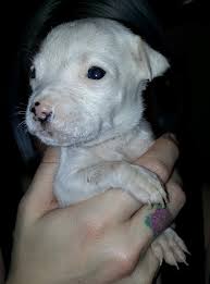 Much requested.an official enzo #pupdate. 2 Craigslist Good Karma Pet Rescue Of South Florida Facebook