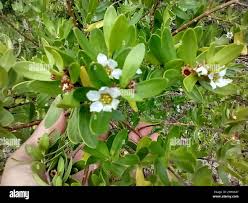 Image result for Pemphis