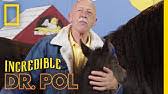 Veterinarian named jan pol best known as the star of the incredible dr. The Incredible Dr Pol Nat Geo Wild