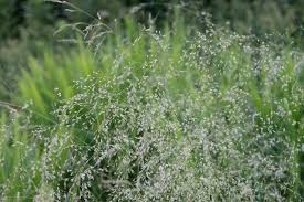 Image result for Eragrostis caespitosa