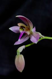 Image result for Ancistrochilus rothschildianus