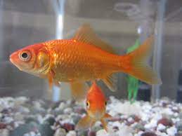 Some people say they can grow as large as the fish tank! Common Goldfish Wikipedia