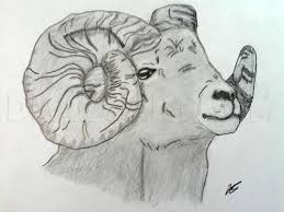 Drawing tutorials for kids and beginners. How To Draw A Realistic Bighorn Sheep Step By Step Drawing Guide By Jellybean828 Dragoart Com