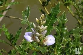 Image result for Pogonospermum attenuifolium