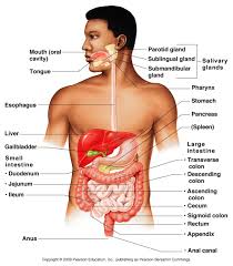 This article is about internal. What Are The Organ Systems Of The Human Body Olympiapublishers Com