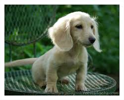 Casper is an incredibly happy and optimistic little guy. Breeder Of True To Size Miniature Dachshund Puppies Diamond Doxies Specializes In Smooth And Long Dachshund Breed Dachshund Puppy Miniature Dachshund Puppies
