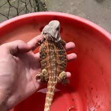 Reptile pet shop near me. Giving My Bearded Dragon A Bath In 2020 Bearded Dragon Bearded Dragon Habitat Bearded Dragon Care