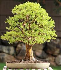 We did not find results for: Here S Which Houseplant Should You Get Based On Your Zodiac Sign Society19 Bonsai Tree Types Flowering Bonsai Tree Bonsai Tree