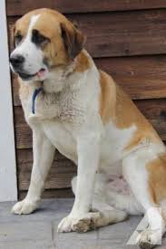 Black And White Saint Bernard Mix Lab And St Bernard Mix Cute Dogs Gallery Animales