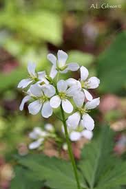 Image result for Cardamine