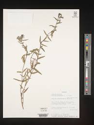 Image result for Cycnium