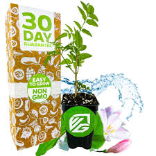 Image result for Aframomum polyanthum