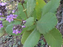 Image result for Wigandia urens