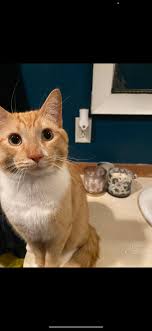 Private transportation service in Commerce