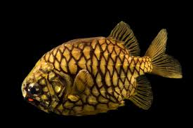 They form in clusters at the ends of the lower branches of pine trees. Joel Sartore Twitterren Unlike Many Species Of Fish Which Sport Scales Pinecone Fish Are Covered In Scutes Which Create A Horny Outer Layer That Is Not Too Different From The Texture Of A Real Pinecone Fish Pinecone Pineconefish Scutes Nocturnal