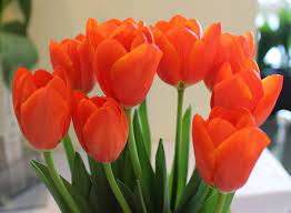 Tulip World Fire Beautiful Flowers Cherry Blossom Art Flower Garden