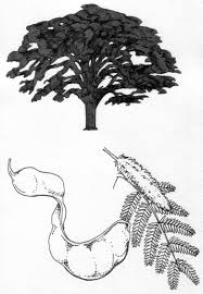 Image result for Faidherbia