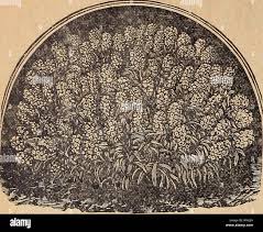 Sowing The Seeds Of Success High Resolution Stock Photography And Images Alamy