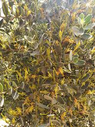 Image result for Actinanthella