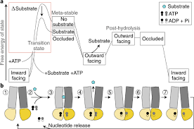 Information about transport and motoring in queensland, including road rules, licensing, registration, public transport and traffic conditions. Mechanics And Pharmacology Of Substrate Selection And Transport By Eukaryotic Abc Exporters Nature Structural Molecular Biology