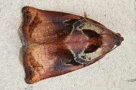 Image result for Archips podanus