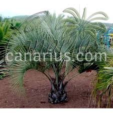 Butia capitata, in its strict sense, is native to eastern brazil, north of rio de janeiro. Buy Butia Capitata Jelly Palm With Canarius