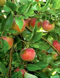 Instead, water with large amounts of water infrequently: Yard And Garden Prune Fruit Trees With Care News