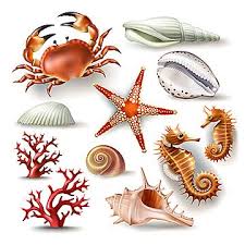 Ensemble D Illustrations Vectorielles Coquillages Corail Crabe Et Etoile De Mer Clipart Coquillage Coquillage Coquille 3d Png Et Vecteur Pour Telechargement Ocean Illustration Starfish Drawing Vector Illustration