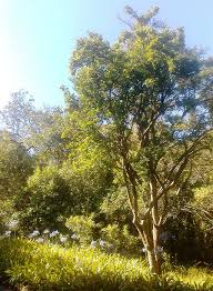 Image result for Canthium inerme