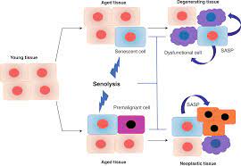 Maybe you would like to learn more about one of these? Send In The Senolytics Nature Biotechnology