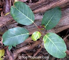 Image result for Ficus lutea