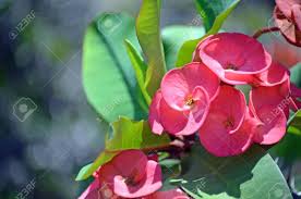 Collection by kanishka naik • last updated 2 weeks ago. Red Flowers Of The Giant Crown Of Thorns Plant Euphorbia Milii Stock Photo Picture And Royalty Free Image Image 118704863