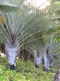 Image result for Dypsis decaryi