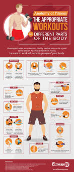 The interactive muscle anatomy diagram shown below outlines the major superficial (i.e. Anatomy Of Fitness The Appropriate Workouts For Different Parts Of The Body Fitness 19 Gyms