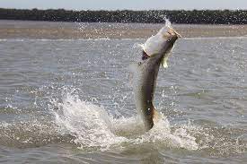 Barramundi Caravan Park Cabins Hotels Fishing Fish Accommodation Sunset Bigfish Http Goo Gl Zwwdtg Recreational Fishing Big Fish Fish