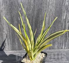 Image result for Sansevieria parva