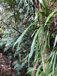 Image result for Lepisorus