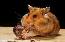 Cinco curiosidades sobre os hamsters - Venha descobrir! | Petlove