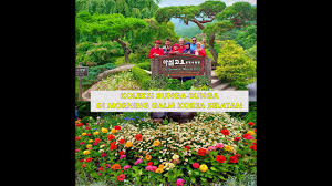 For more information and source, see on this link : Koleksi Bunga Bunga Di Morning Galm Korea Selatan Youtube