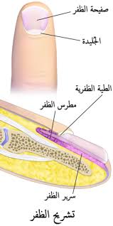 ظفر - ويكيبيديا