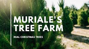 Sellyourtrees.com is the first and only company dedicated to buying unwanted trees from private land owners. Real Christmas Trees Perth