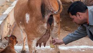 Cow S Urine Camel S Urine