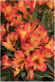 Inticancha Bryce Peruvian Lily Alstroemeria X Tesbryce Zone 8 10 Peruvian Lilies Monrovia Plants Plant Catalogs