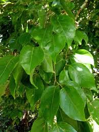Image result for Homalium dentatum