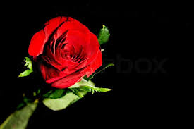 Rote rosen bei das erste verpasst? Rote Rose Auf Schwarzem Hintergrund Stock Bild Colourbox