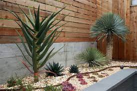 Succulents are today's retro plants. Home Dzine Garden Foolproof Gardens For Those That Hate Gardening