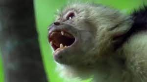 Fighting Monkeys | Clever Monkeys | Bbc Earth - Youtube