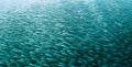 Protecting Our Bountiful Seas to Supply Fish for Our Tables for All Time ｜Nissui