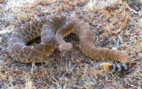 The youtube channel what's inside? Rattlesnakes And Their Bites Desertusa
